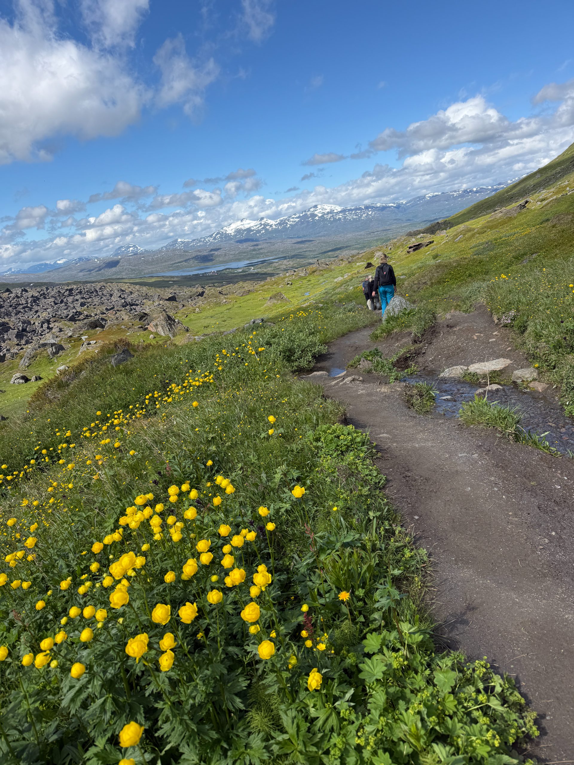 Hikers follow a mountain path lined with yellow flowers, with a lake and snow-streaked peaks beyond.